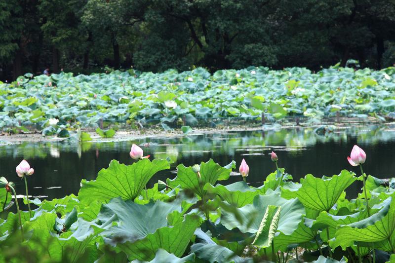 790-Hangzhou,17 luglio 2014.JPG